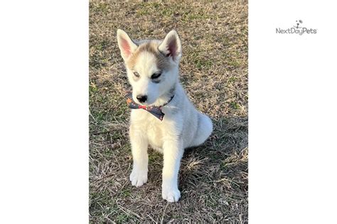 siberian husky for sale in missouri